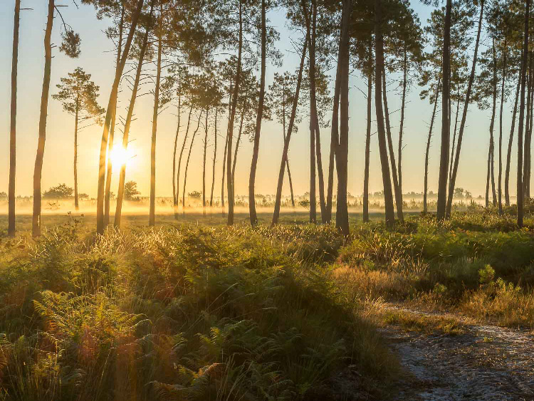 foret des landes connectphotographie