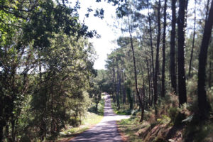 Land'aventure-découvrir les Landes autrement