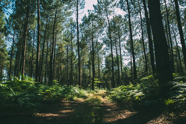 Forêt landaise-Enarro