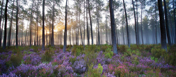 Forêt landaise-Saint Jean de Marsacq-L'Expression