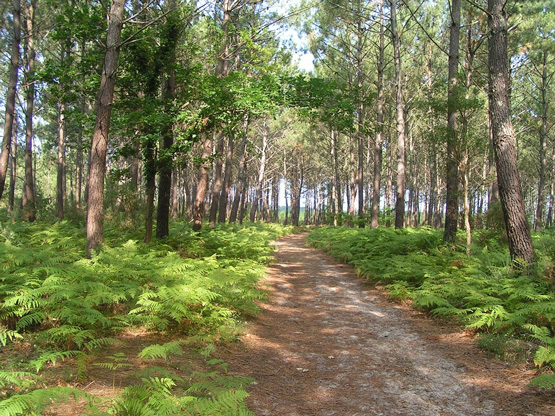 Messanges-forêt landaise-randonnée