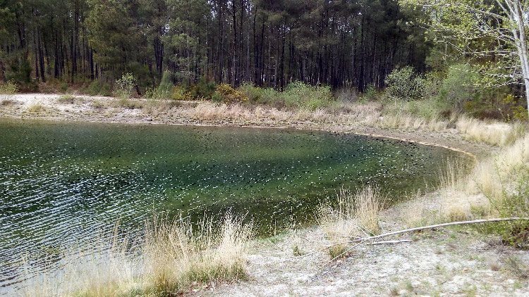 lagunes de Nabias dans les Landes