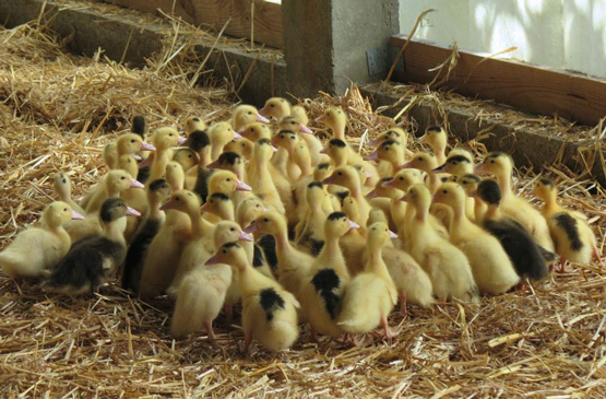 Automne Gourmand-canard- Landes