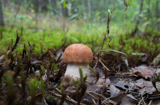 Envie de cueillir des champignons sauvages?