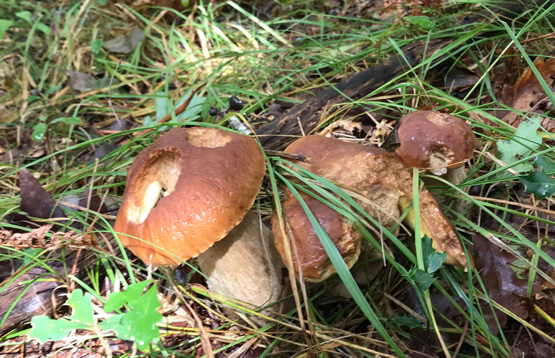 cèpes-tout-savoir-sur-la-cueillette-dans-les-Landes