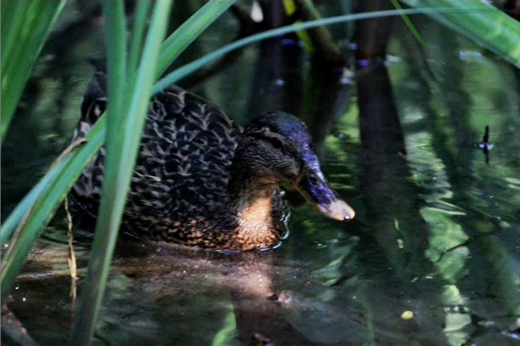 Etang Noir canard animaux