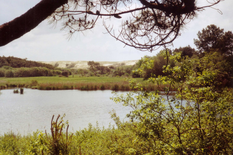 Balade Courant d'huchet Moliets dunes