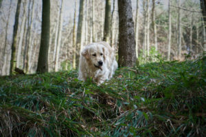 Couverture article promenade dog-friendly-landes