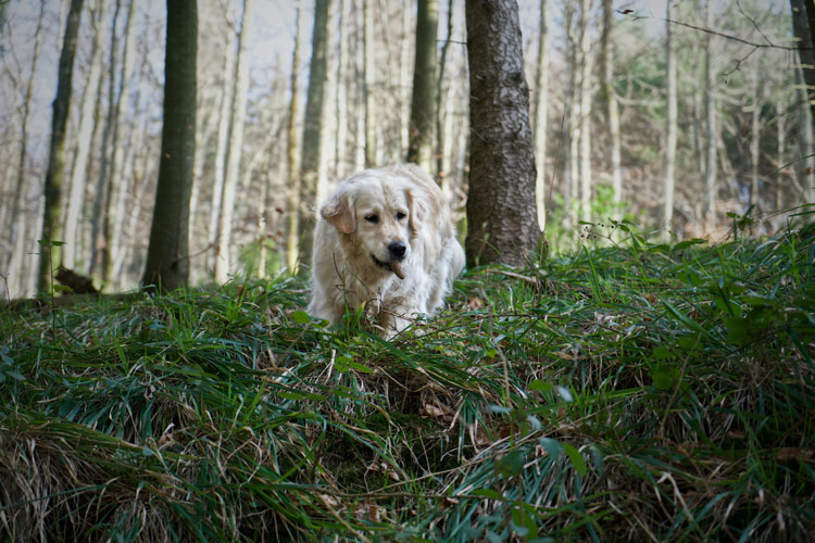 Promenade chien forêt