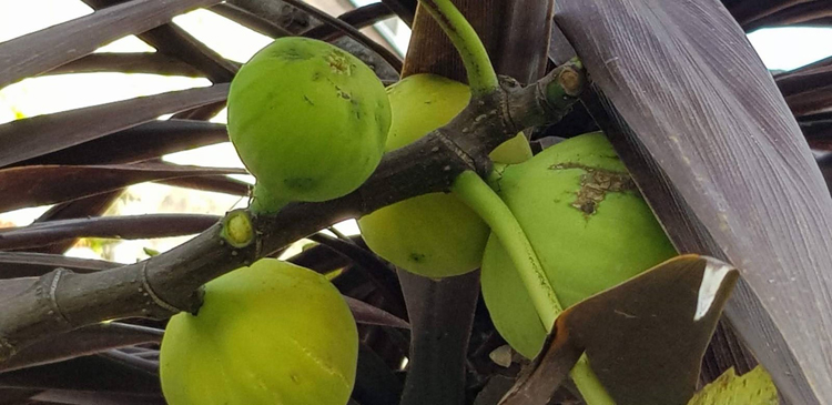 maison-du-figuier-dax-saligues-terrasse-figues