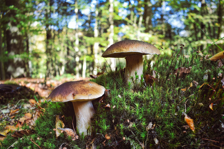 Vue de Cèpes dans la forêt landaise