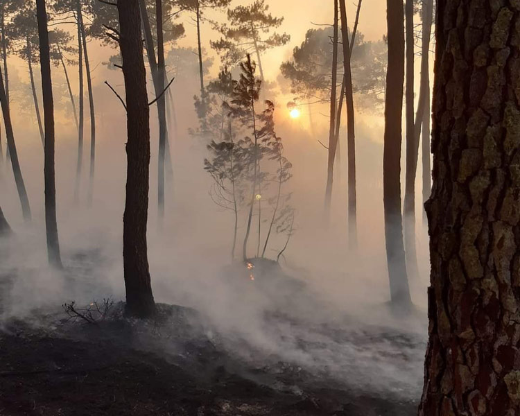 Fumées-foret-seignosse