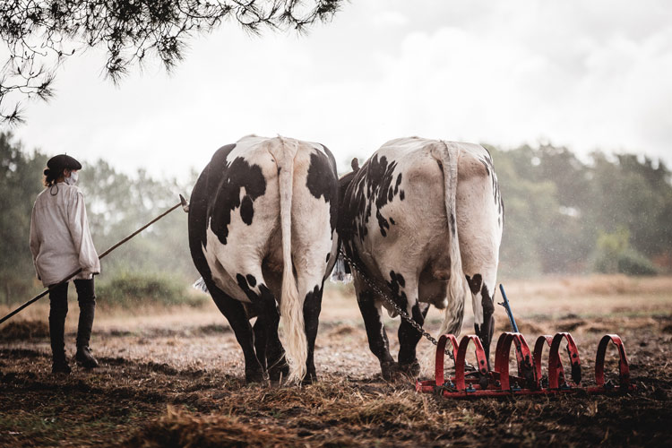 vaches écomusée