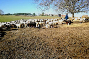 Transhumance landes couverture