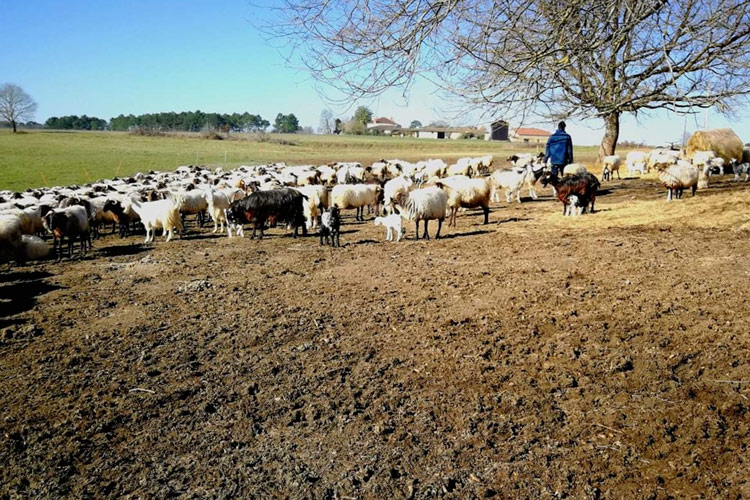 Transhumance landes