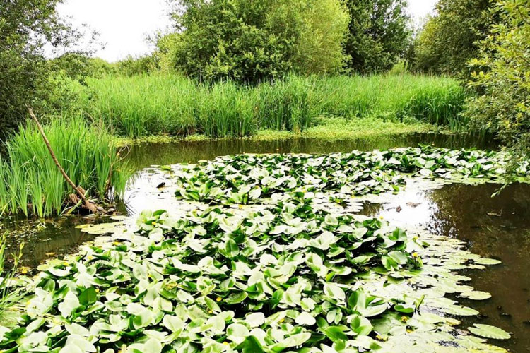 Flore du marais d'orx