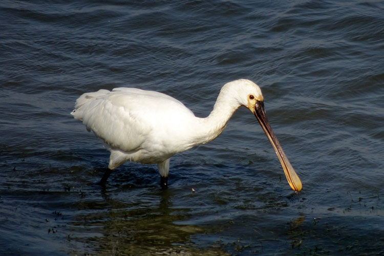 Spatule Blanche