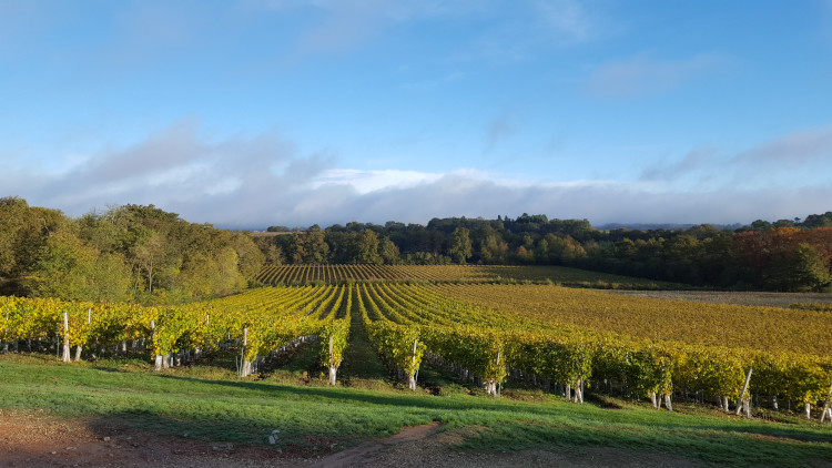 vignes du Château Garreau