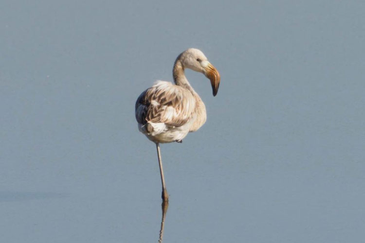 Flamand Rose Faune