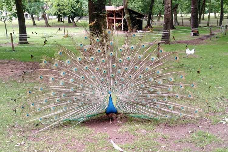 Paon Parc de Nahuques parcs jardins landes