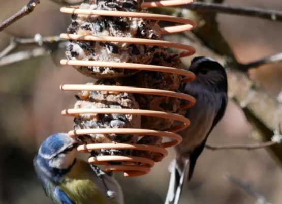 Boules de graisse-oiseaux-hiver-LPO