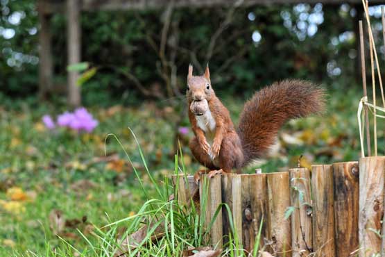 Écureuil roux, comment l'attirer au jardin et le protéger