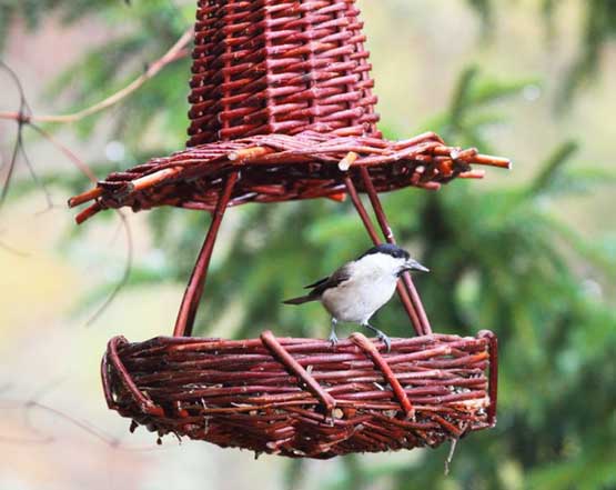 Mangeoire oiseaux hiver-LPO