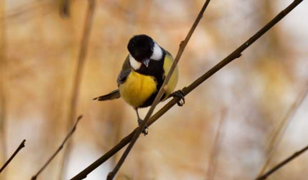 Oiseaux hiver nourriture