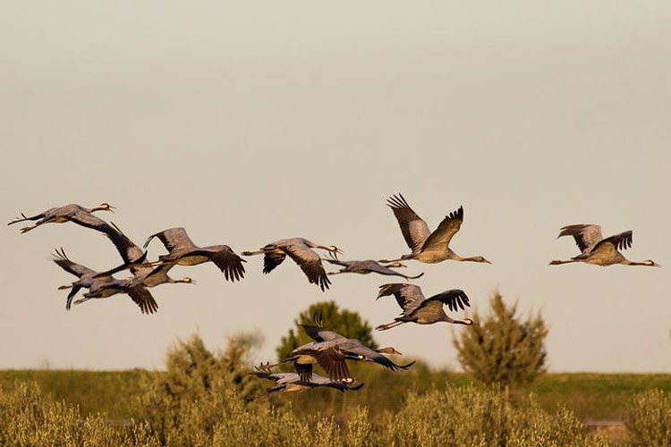 Grues-sorties-week-end-landes-20-novembre