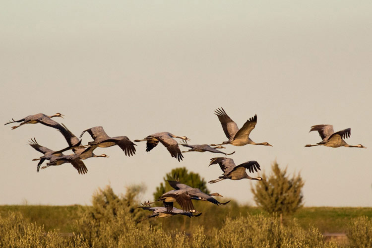 observation grue cendree sabres landes week-end 15 janvier