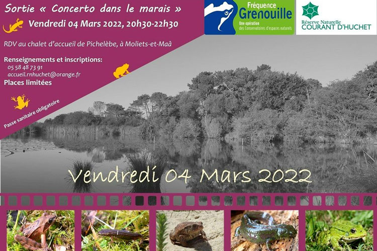 Sortie concerto grenouille courant d'huchet sorties landes week-end 5 mars