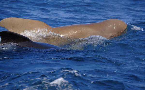 apex-cetacea-bateau-dauphins