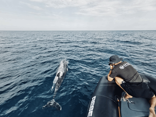 apex-cetacea-expedition-cétacés