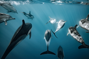 apex-cetacea-expedition-dauphins