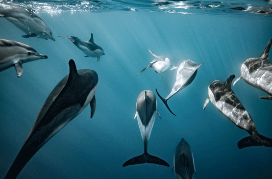 apex-cetacea-expedition-dauphins