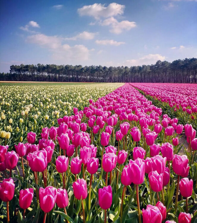 tulipes photo de la semaine instagram