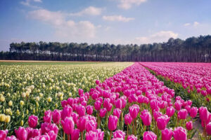 photo semaine landes tulipes week-end 26 mars