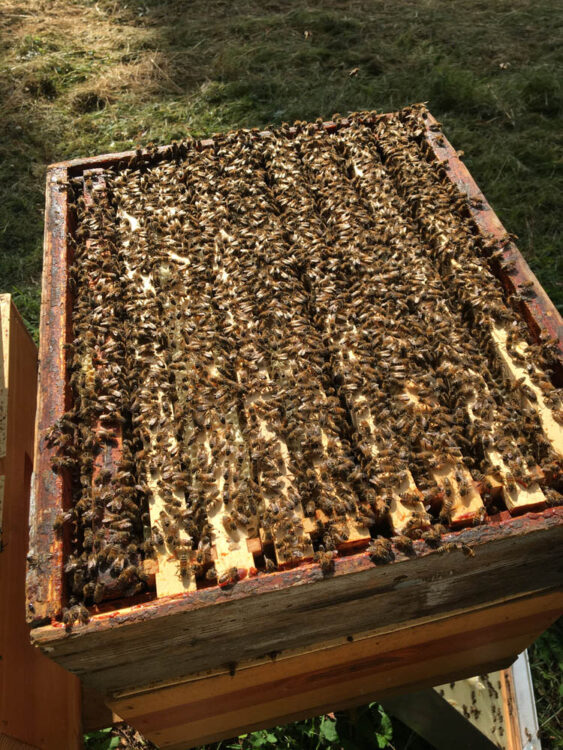 rucher-de-claron-abeilles-landes