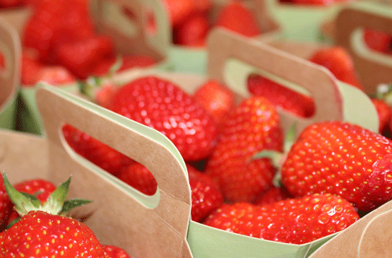 fraises-de-producteurs-landais