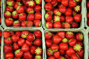 fraises-des-Landes