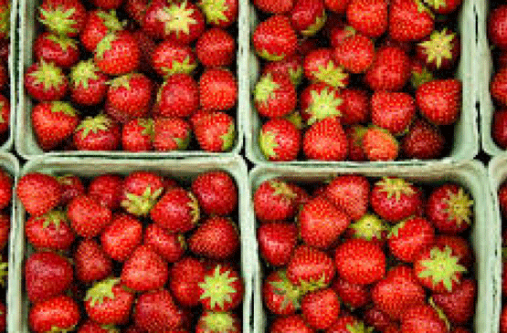 fraises-des-Landes