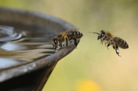 abeille-animaux canicule