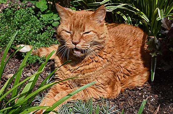 chat-canicule animaux