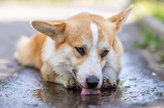 chien-animaux canicule