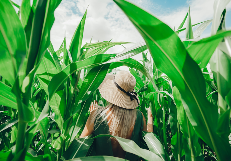 corn-lanta-jeu-aventures-champs-mais-landes.