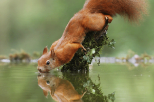 écureuil-crédit photo Julian Rad