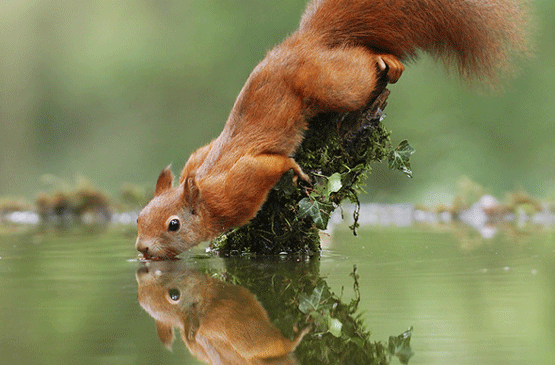 écureuil-crédit photo Julian Rad