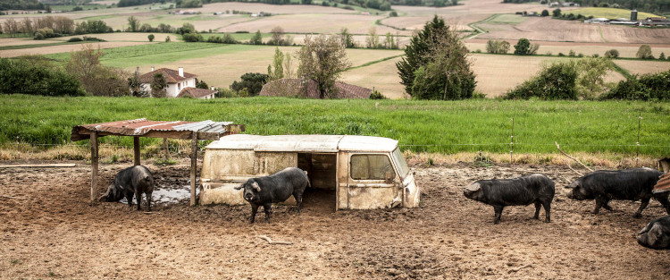 porcs de la Ferme des Vallons