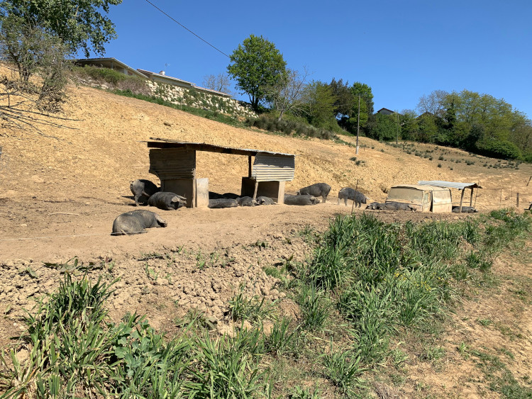 porcs de la Ferme des Vallons