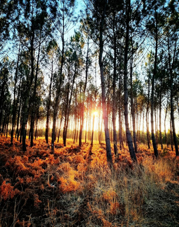 foret landes pins golden hour sunset spot instagram